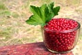 Freshly gathered redcurrant berries Ribes Rubrum with leaves in a glass bowl