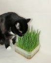 Freshly germinated grass for cats