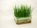 Freshly germinated grass for cats
