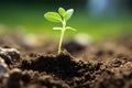 freshly germinated plant seedling in loose soil Royalty Free Stock Photo