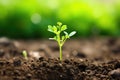 freshly germinated plant seedling in loose soil Royalty Free Stock Photo