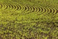 A freshly germinated Idaho wheat field.