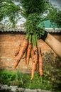 Freshly grated carrots from the bed. Carrots in hand. Grown vegetables in your personal garden. Selective focus