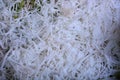 Freshly grated coconut Royalty Free Stock Photo