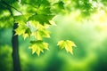 Freshly green maple tree branches in the spring. On a hazy background, springtime leaves