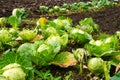 Freshly growing green cabbage field Royalty Free Stock Photo