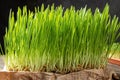 Freshly grown barley grass blades on a table Royalty Free Stock Photo