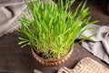 Freshly grown barley grass in a bowl Royalty Free Stock Photo