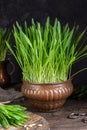 Freshly grown barley grass in a copper bowl Royalty Free Stock Photo