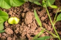 Freshly Grown Broadbeans Royalty Free Stock Photo