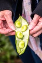 Freshly Grown Broadbeans Royalty Free Stock Photo