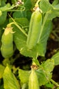 Freshly Grown Broadbeans Royalty Free Stock Photo