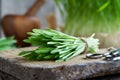 Freshly grown green barley grass - alternative medicine