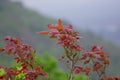 Freshly Grown Leaves of Indian Forest Tree Kusum Schleichera oleosa or Ceylon Oak Tree