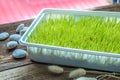 Freshly grown organic Wheat grass ready to juice Royalty Free Stock Photo