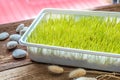 Freshly grown organic Wheatgrass ready to juice Royalty Free Stock Photo