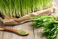 Freshly grown young barley grass with green barley grass powder Royalty Free Stock Photo