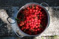 Freshly hand-picked dwarf cherry fruits in a metal pot Royalty Free Stock Photo