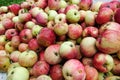 Freshly harvested apples harvested from the ground, closeup for background Royalty Free Stock Photo