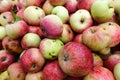 Freshly harvested apples harvested from the ground, closeup for background Royalty Free Stock Photo