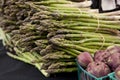 Freshly harvested asparagus spears Royalty Free Stock Photo