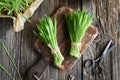 Freshly harvested barley grass on a rustic background, top view Royalty Free Stock Photo