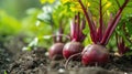 Freshly harvested beetroot in a vegetable patch, a vibrant and wholesome harvest, Ai Generated Royalty Free Stock Photo