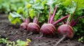 Freshly harvested beetroot in a vegetable patch, a vibrant and wholesome harvest, Ai Generated Royalty Free Stock Photo