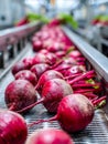 Freshly harvested beets moving along a conveyor belt in a modern vegetable processing facility with vibrant colors and sharp focus Royalty Free Stock Photo