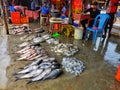 freshly harvested big catla indian carp fish arranged in row in indian fish market for sale