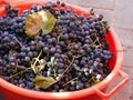 Freshly harvested blue grapes in red bucket Royalty Free Stock Photo