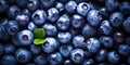 Freshly harvested blueberries background top view