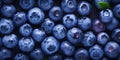 Freshly harvested blueberries background top view