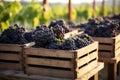 Freshly harvested bunches of grapes packed in wooden crates ready for sale or display in a market or store, crates of black grapes Royalty Free Stock Photo