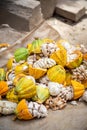 Freshly harvested cacao fruits in Guadalcanal, Solomon Islands. Royalty Free Stock Photo