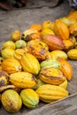 Freshly harvested cacao fruits in Guadalcanal, Solomon Islands. Royalty Free Stock Photo