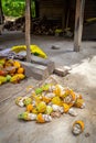 Freshly harvested cacao fruits in Guadalcanal, Solomon Islands. Royalty Free Stock Photo