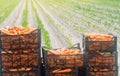 Freshly harvested carrots in boxes. Eco friendly vegetables ready for sale. Summer harvest. Agriculture. Farming. Agro-industry.