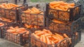 Freshly harvested carrots in boxes. Eco friendly vegetables ready for sale. Summer harvest. Agriculture. Farming. Agro-industry.