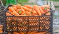 Freshly harvested carrots in boxes. Eco friendly vegetables ready for sale. Summer harvest. Agriculture. Farming. Agro-industry.