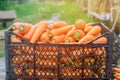 Freshly harvested carrots in boxes. Eco friendly vegetables ready for sale. Summer harvest. Agriculture. Farming. Agro-industry.