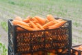 Freshly harvested carrots in boxes. Eco friendly vegetables ready for sale. Summer harvest. Agriculture. Farming. Agro-industry.