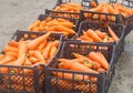 Freshly harvested carrots in boxes. Eco friendly vegetables ready for sale. Summer harvest. Agriculture. Farming. Agro-industry.