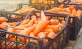 Freshly harvested carrots in boxes. Eco friendly vegetables ready for sale. Summer harvest. Agriculture. Farming. Agro-industry. Royalty Free Stock Photo