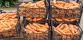 Freshly harvested carrots in boxes. Eco friendly vegetables ready for sale. Summer harvest. Harvesting. Agriculture. Farming. Agro