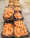 Freshly harvested carrots in boxes. Eco friendly vegetables ready for sale. Summer harvest. Harvesting. Agriculture. Farming. Agro