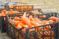 Freshly harvested carrots in boxes prepared for sale. Growing eco-friendly products in farm. Agriculture and farming. Seasonal Royalty Free Stock Photo