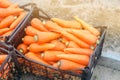 Freshly harvested carrots in boxes prepared for sale. Growing eco-friendly products in farm. Agriculture and farming. Seasonal Royalty Free Stock Photo