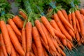 Fresh carrots