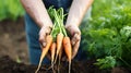 Freshly harvested carrots from garden